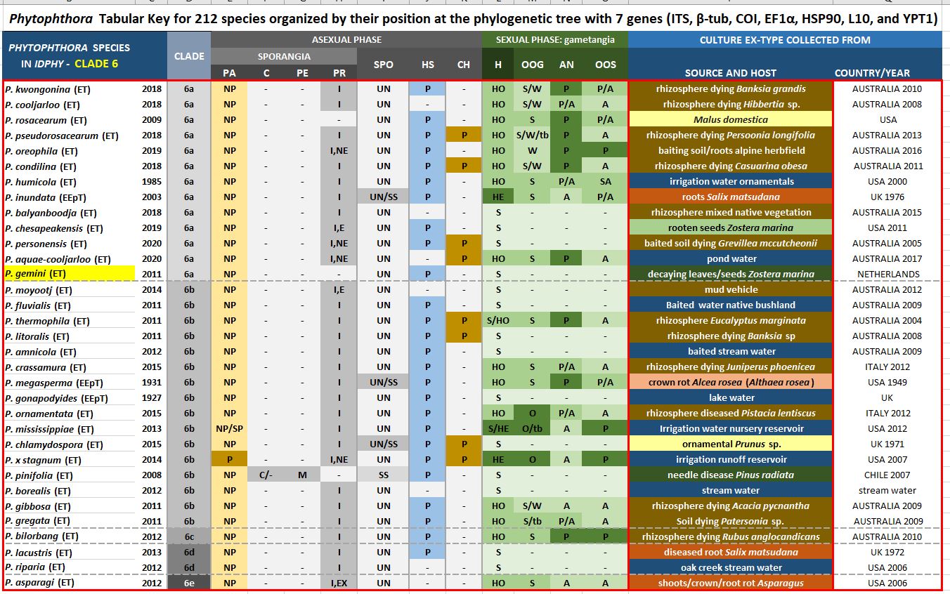    Phytophthora  spp. in subclade 6a:  Morphological Tabular key (PDF) and Tabular key legends (PDF) in IDphy2 KEY SECTION. Notice the data of   P. gemini  Ex-type CBS 123381 = Samp;T BL 97 . Gloria Abad, USDA Samp;T.
